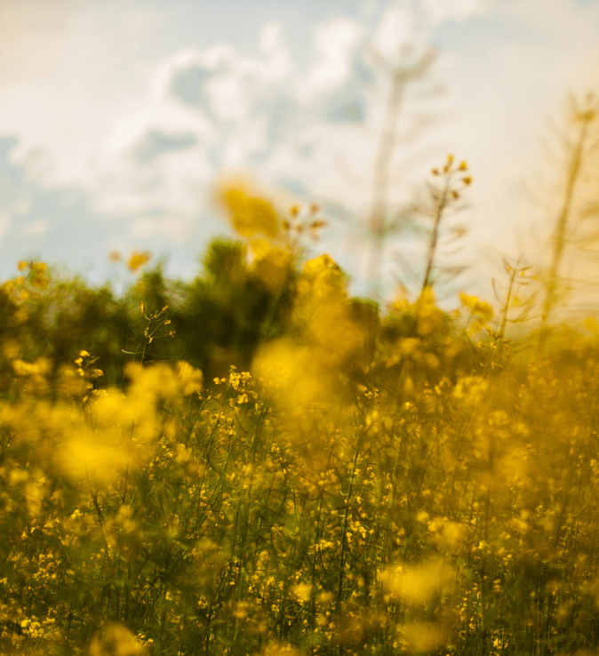 plantesterol-674-x-738-px